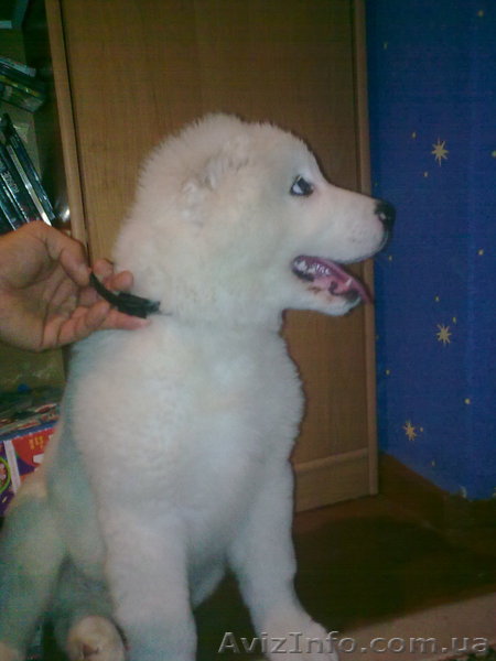 Продам щенка породы туркменский алабай - <ro>Изображение</ro><ru>Изображение</ru> #1, <ru>Объявление</ru> #44033