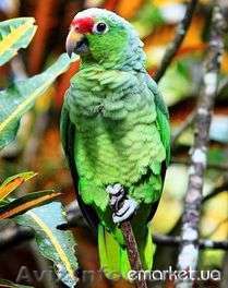 Амазон праздничный(фестивальный) - <ro>Изображение</ro><ru>Изображение</ru> #1, <ru>Объявление</ru> #484813