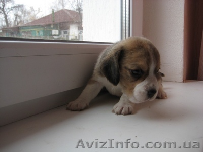 щенки бигль, с  родословной КСУ- - <ro>Изображение</ro><ru>Изображение</ru> #1, <ru>Объявление</ru> #581154