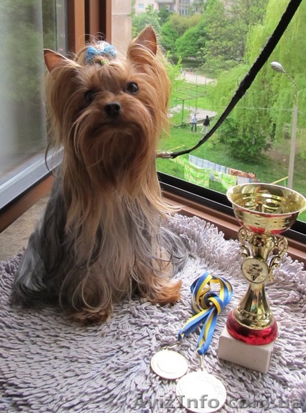 Вязка - йоркширский терьер - <ro>Изображение</ro><ru>Изображение</ru> #1, <ru>Объявление</ru> #221854