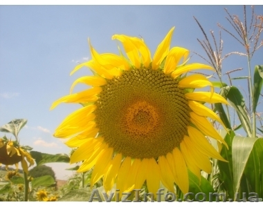 тзов "тзов-тзов" - <ro>Изображение</ro><ru>Изображение</ru> #1, <ru>Объявление</ru> #845959