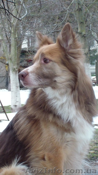 Віддам в добрі руки собаку!!! - <ro>Изображение</ro><ru>Изображение</ru> #1, <ru>Объявление</ru> #877939