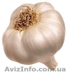 Продам Часник у великій кількості - <ro>Изображение</ro><ru>Изображение</ru> #1, <ru>Объявление</ru> #920641