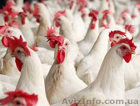 Потрібні працівники для обробки курки на м'ясокомбінат в Польщі. - <ro>Изображение</ro><ru>Изображение</ru> #1, <ru>Объявление</ru> #960323