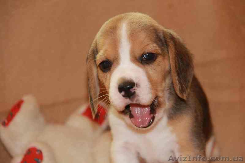 щенки бигля д.р. 26.08.13 - <ro>Изображение</ro><ru>Изображение</ru> #1, <ru>Объявление</ru> #968845