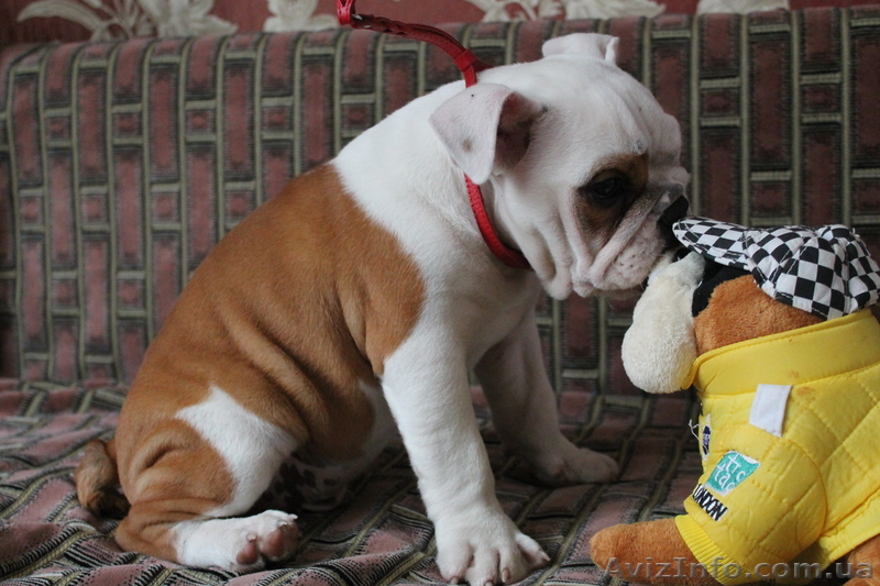 продается щенок английского бульдога - <ro>Изображение</ro><ru>Изображение</ru> #1, <ru>Объявление</ru> #974598