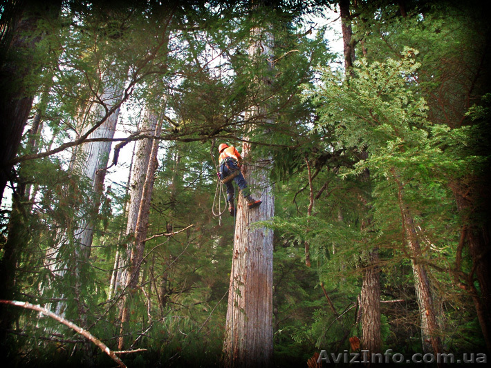 Спилюю  аварійні дерева - <ro>Изображение</ro><ru>Изображение</ru> #1, <ru>Объявление</ru> #1044357