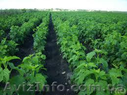 продам саженцы черной смородины - <ro>Изображение</ro><ru>Изображение</ru> #1, <ru>Объявление</ru> #1056812