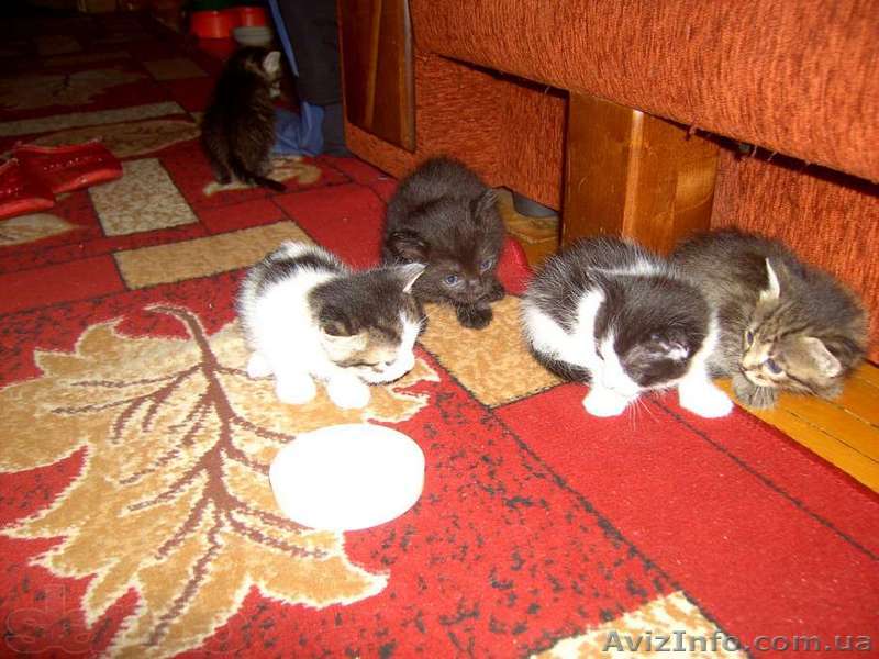 Котята очень ласковой домашней кошки. - <ro>Изображение</ro><ru>Изображение</ru> #1, <ru>Объявление</ru> #1120090