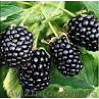 Саженцы с доставкой по Украине - <ro>Изображение</ro><ru>Изображение</ru> #1, <ru>Объявление</ru> #1134336