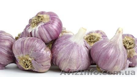 Продам часник озимий на посадку  - <ro>Изображение</ro><ru>Изображение</ru> #1, <ru>Объявление</ru> #1349888