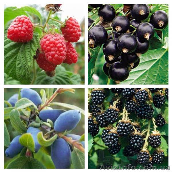 Саджанці малини, смородини, ожини, журавлини, лохини продаж оптом і вроздріб по  - <ro>Изображение</ro><ru>Изображение</ru> #1, <ru>Объявление</ru> #1494138