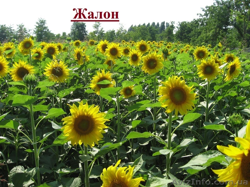 Посівний матеріал соняшнику Жалон - <ro>Изображение</ro><ru>Изображение</ru> #1, <ru>Объявление</ru> #1514605