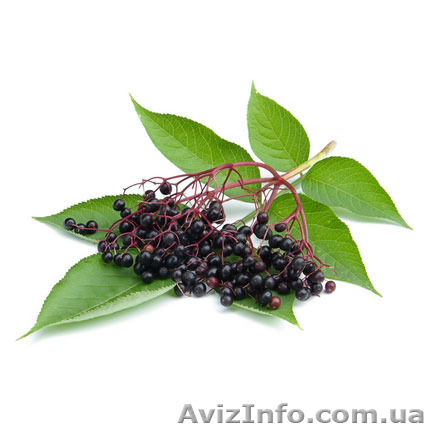 Куплю ягоди чорної бузини в сезон 2017 - <ro>Изображение</ro><ru>Изображение</ru> #1, <ru>Объявление</ru> #1579747