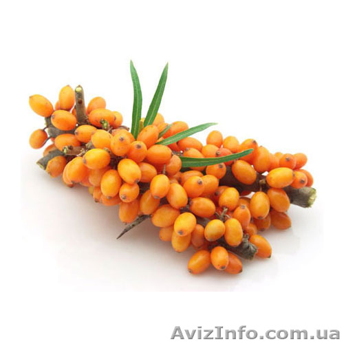Куплю обліпиху. Куплю ягоди обліпихи на гілочці 2017 - <ro>Изображение</ro><ru>Изображение</ru> #1, <ru>Объявление</ru> #1582302