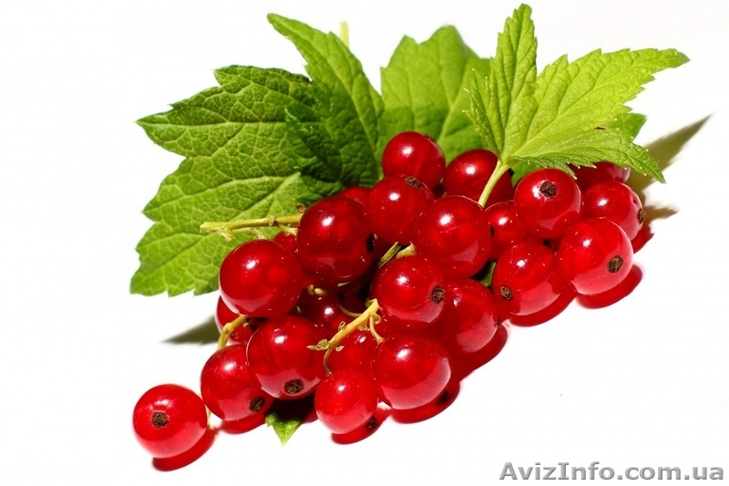 Куплю ягоди порічки, ожини, смородини гуртом - <ro>Изображение</ro><ru>Изображение</ru> #1, <ru>Объявление</ru> #1624505
