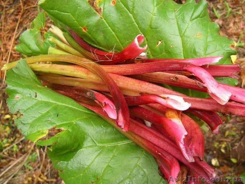 Продам саженцы ревеня Лидер, корневища румбамбаров - <ro>Изображение</ro><ru>Изображение</ru> #1, <ru>Объявление</ru> #1622746