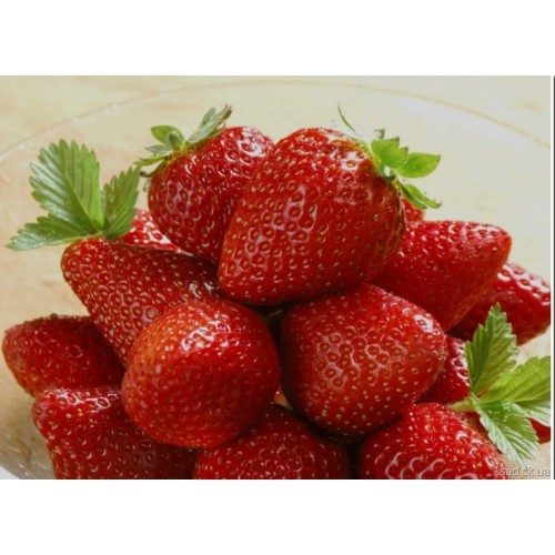 Саженцы клубники Альба, Клери, Флоренс, Хоней, Джоли, Сирия, Вайбрант, Моллинг - <ro>Изображение</ro><ru>Изображение</ru> #1, <ru>Объявление</ru> #1653562