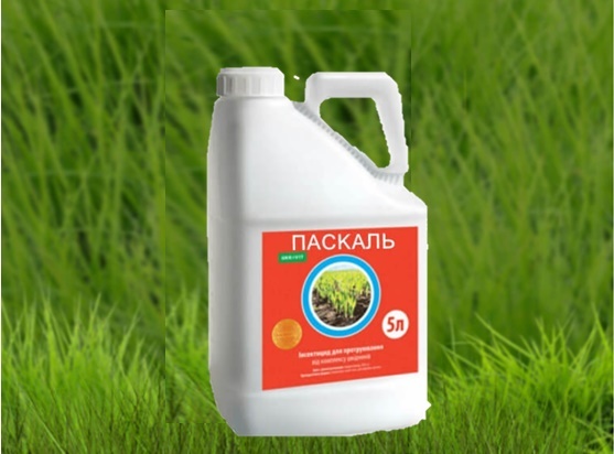 Протруйник Паскаль   - <ro>Изображение</ro><ru>Изображение</ru> #1, <ru>Объявление</ru> #1599251