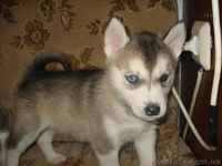сибирский хаски - <ro>Изображение</ro><ru>Изображение</ru> #3, <ru>Объявление</ru> #133980