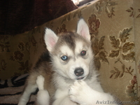 сибирский хаски - <ro>Изображение</ro><ru>Изображение</ru> #1, <ru>Объявление</ru> #133980