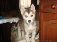 сибирский хаски - <ro>Изображение</ro><ru>Изображение</ru> #2, <ru>Объявление</ru> #133980
