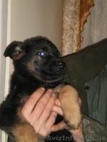 Щенки немецкая овчарка - <ro>Изображение</ro><ru>Изображение</ru> #2, <ru>Объявление</ru> #121778