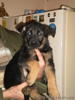 Щенки немецкая овчарка - <ro>Изображение</ro><ru>Изображение</ru> #1, <ru>Объявление</ru> #121778