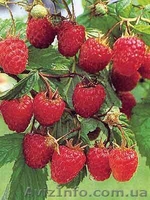 САДЖАНЦІ РОСЛИН - <ro>Изображение</ro><ru>Изображение</ru> #1, <ru>Объявление</ru> #151547