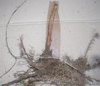 САДЖАНЦІ РОСЛИН - <ro>Изображение</ro><ru>Изображение</ru> #4, <ru>Объявление</ru> #151547