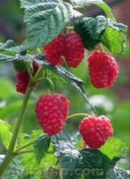 САДЖАНЦІ РОСЛИН - <ro>Изображение</ro><ru>Изображение</ru> #3, <ru>Объявление</ru> #151547