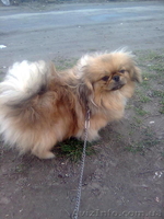 пекинес кобелек  подрощенный - <ro>Изображение</ro><ru>Изображение</ru> #3, <ru>Объявление</ru> #270707