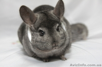 Продам шиншилу СІРИЙ СТАНДАРТ Луцк  - <ro>Изображение</ro><ru>Изображение</ru> #1, <ru>Объявление</ru> #274209