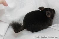 Продам шиншилу 	 Луцк - <ro>Изображение</ro><ru>Изображение</ru> #2, <ru>Объявление</ru> #274204