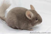 Продам шиншилу 	 Луцк - <ro>Изображение</ro><ru>Изображение</ru> #1, <ru>Объявление</ru> #274204