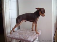 Той-терьер    шеколадный  для  вязки - <ro>Изображение</ro><ru>Изображение</ru> #3, <ru>Объявление</ru> #281063