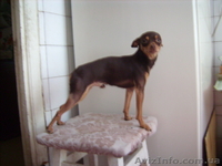 Той-терьер    шеколадный  для  вязки - <ro>Изображение</ro><ru>Изображение</ru> #4, <ru>Объявление</ru> #281063