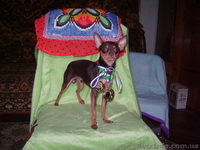 Той-терьер    шеколадный  для  вязки - <ro>Изображение</ro><ru>Изображение</ru> #2, <ru>Объявление</ru> #281063