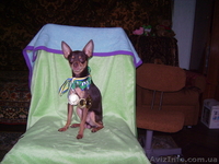 Той-терьер    шеколадный  для  вязки - <ro>Изображение</ro><ru>Изображение</ru> #1, <ru>Объявление</ru> #281063