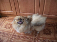 пекинес кобелек  подрощенный - <ro>Изображение</ro><ru>Изображение</ru> #4, <ru>Объявление</ru> #270707