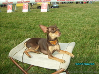 Той-терьер    шеколадный  для  вязки - <ro>Изображение</ro><ru>Изображение</ru> #6, <ru>Объявление</ru> #281063