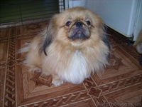 пекинес кобелек  подрощенный - <ro>Изображение</ro><ru>Изображение</ru> #5, <ru>Объявление</ru> #270707