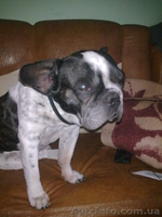 собака французкий бульдог - <ro>Изображение</ro><ru>Изображение</ru> #1, <ru>Объявление</ru> #442052