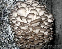 Продаю (купити) недорого міцелій шампіньйонів (печериці), опенька, гливи, шиітак - <ro>Изображение</ro><ru>Изображение</ru> #2, <ru>Объявление</ru> #516154