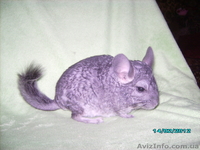 шиншиллы  самки - <ro>Изображение</ro><ru>Изображение</ru> #1, <ru>Объявление</ru> #281064