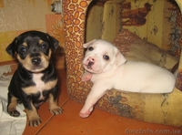 продам щенков той терьера разные расцветкм - <ro>Изображение</ro><ru>Изображение</ru> #2, <ru>Объявление</ru> #606470