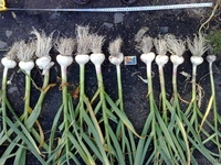  Продам чеснок (зубок, однозубка) - <ro>Изображение</ro><ru>Изображение</ru> #2, <ru>Объявление</ru> #703045