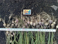  Продам чеснок (зубок, однозубка) - <ro>Изображение</ro><ru>Изображение</ru> #3, <ru>Объявление</ru> #703045