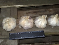 Продам посадочный материал чеснока.   - <ro>Изображение</ro><ru>Изображение</ru> #1, <ru>Объявление</ru> #752561