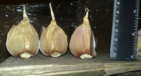 Продам чеснок на посадку - <ro>Изображение</ro><ru>Изображение</ru> #3, <ru>Объявление</ru> #757503